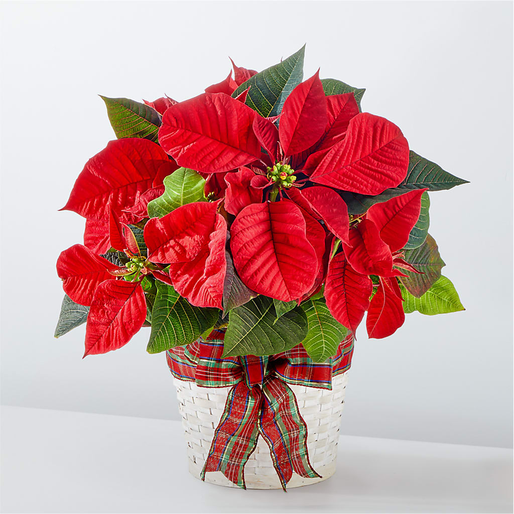 Happiest Holidays Poinsettia – Ridge Florist Inc, Sebring FL