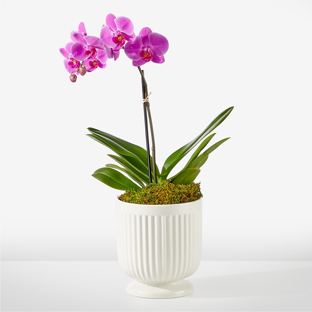 Friendly Fuchsia Orchid – Ridge Florist Inc, Sebring FL