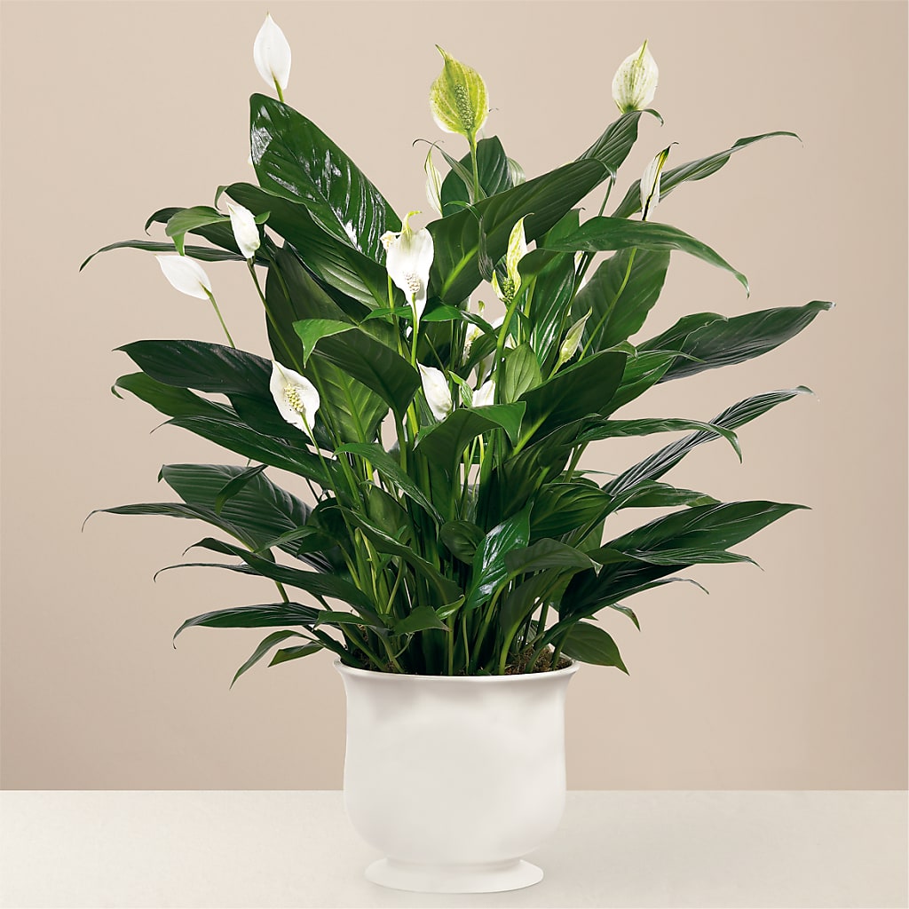 Comfort Planter – Ridge Florist Inc, Sebring FL