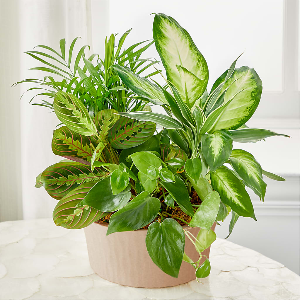 Balance & Harmony Dishgarden – Ridge Florist Inc, Sebring FL