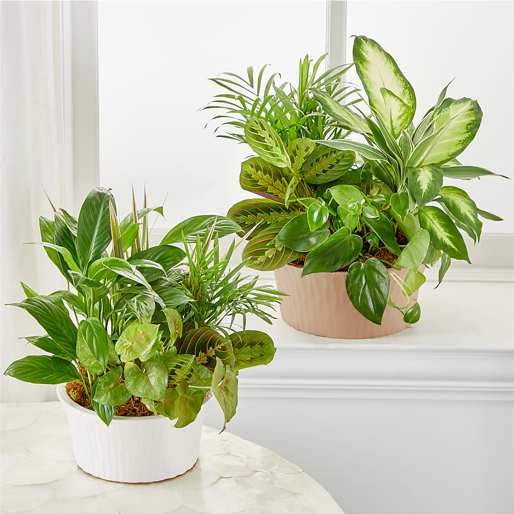 Balance & Harmony Dishgarden – Ridge Florist Inc, Sebring FL