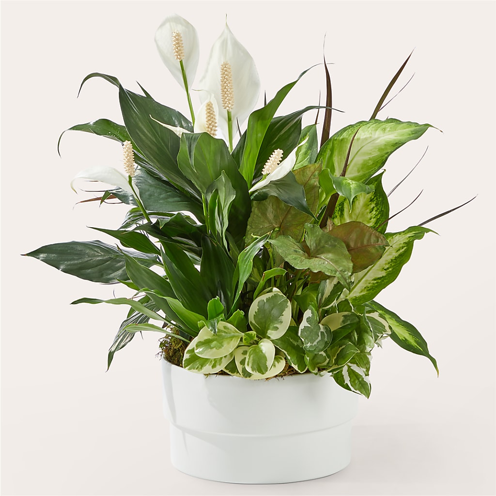 Radiating Positivity Dishgarden – Ridge Florist Inc, Sebring FL