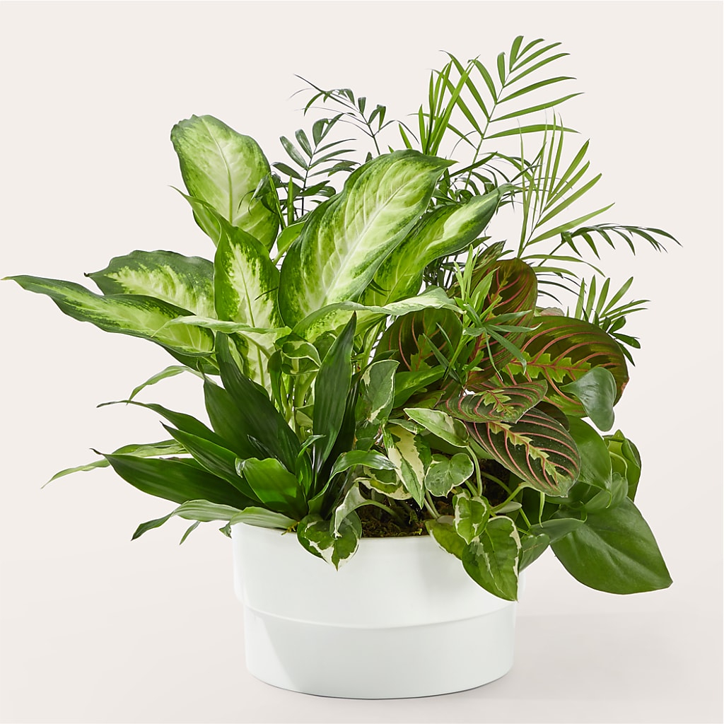 Radiating Positivity Dishgarden – Ridge Florist Inc, Sebring FL