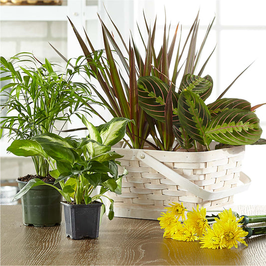 Florist Designed Blooming and Green Plants in a Basket –  Ridge Florist Inc, Sebring FL