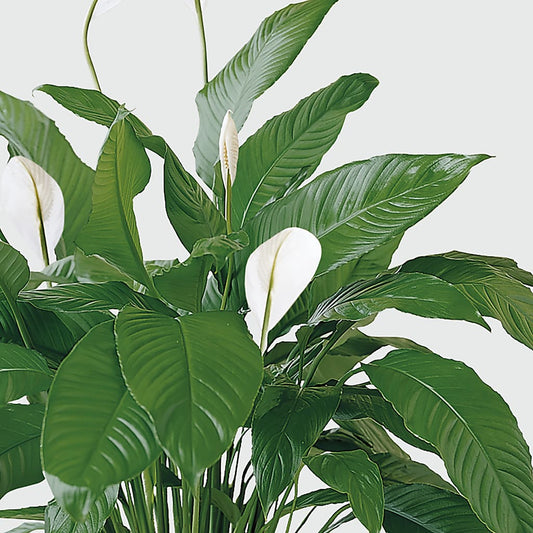 Tranquil Moments Peace Lily Plant –  Ridge Florist Inc, Sebring FL