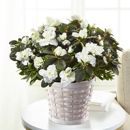 White Azalea Plant –  Ridge Florist Inc, Sebring FL