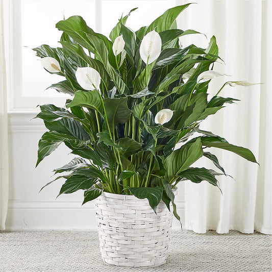 A New Leaf Peace Lily –  Ridge Florist Inc, Sebring FL