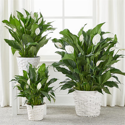 A New Leaf Peace Lily –  Ridge Florist Inc, Sebring FL