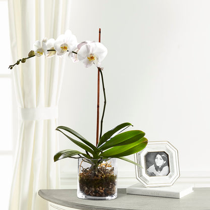 White Orchid Planter –  Ridge Florist Inc, Sebring FL